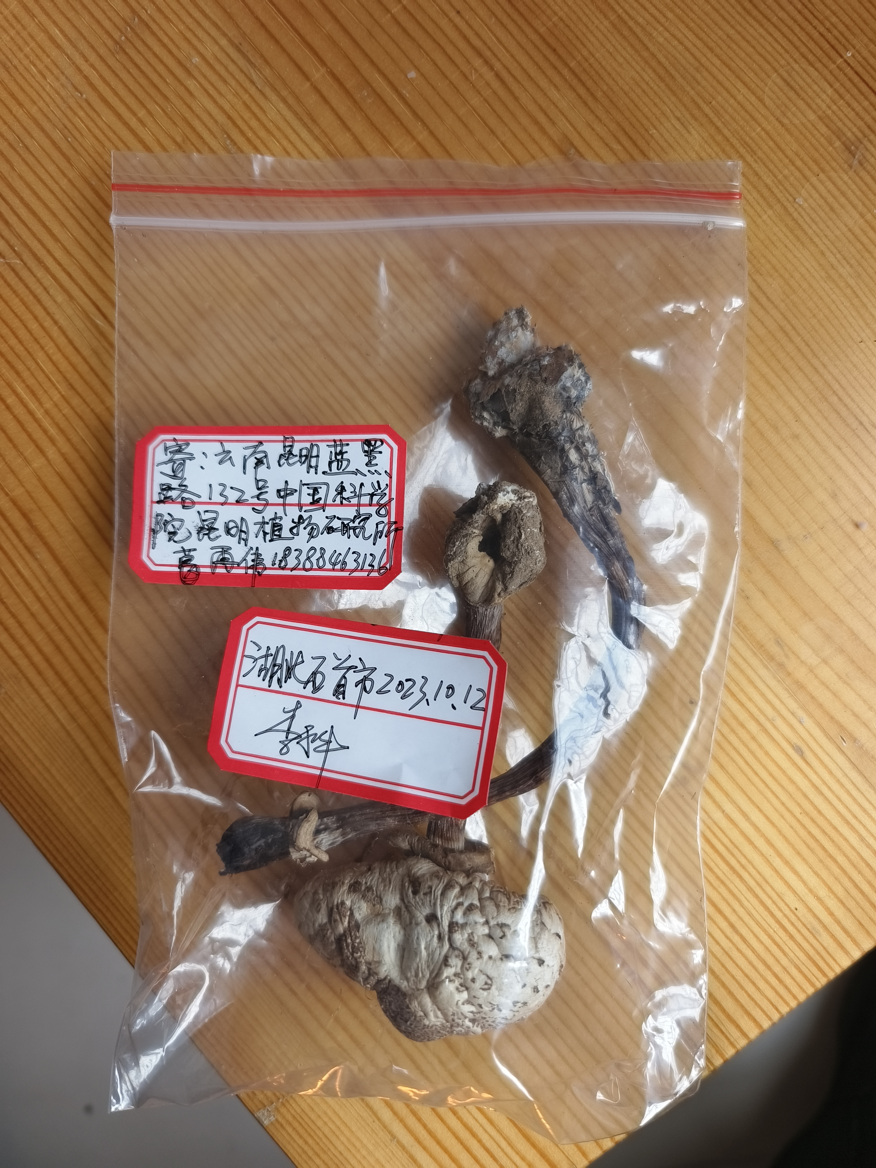 标本图片
