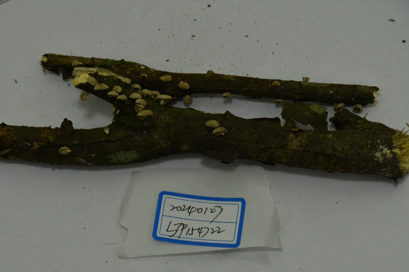 Mycetinis opacus