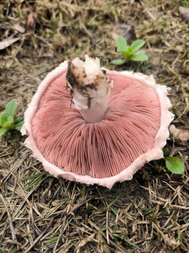 铜褐蘑菇