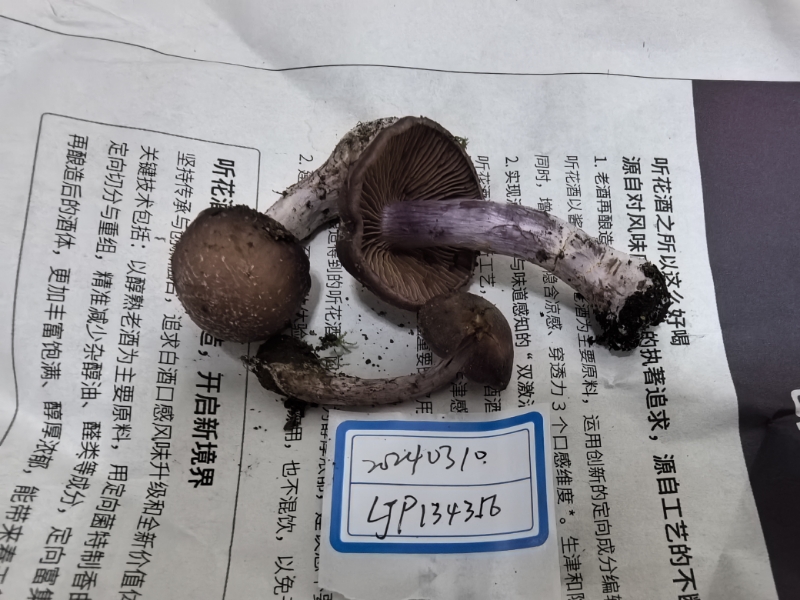 丝膜菌属