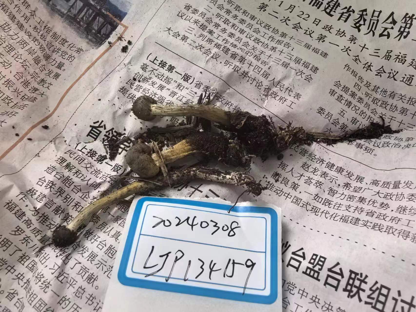 弯颈霉属
