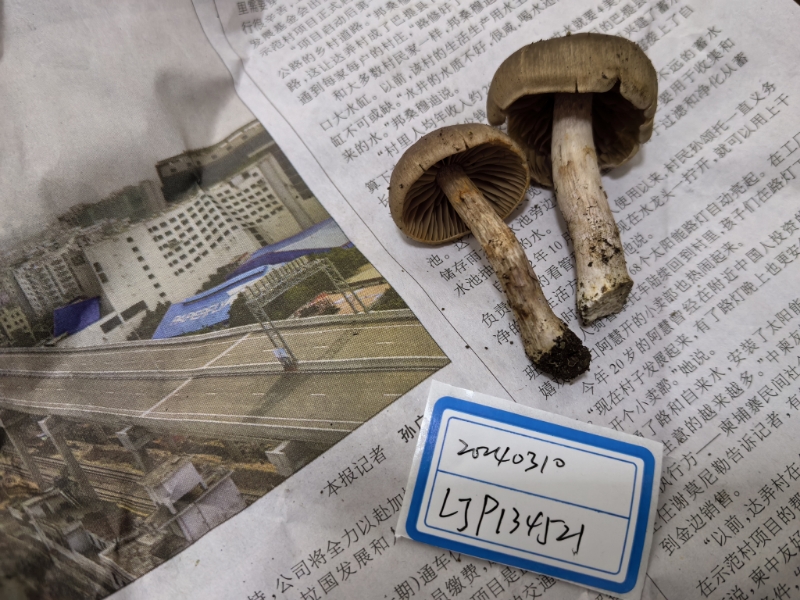 丝膜菌属