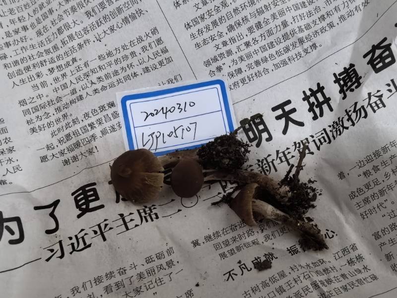 丝膜菌