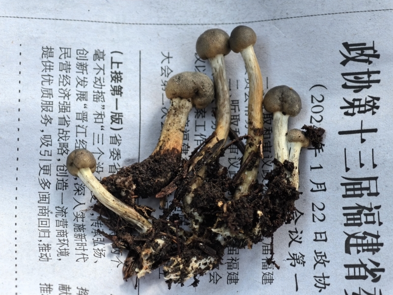 标本图片