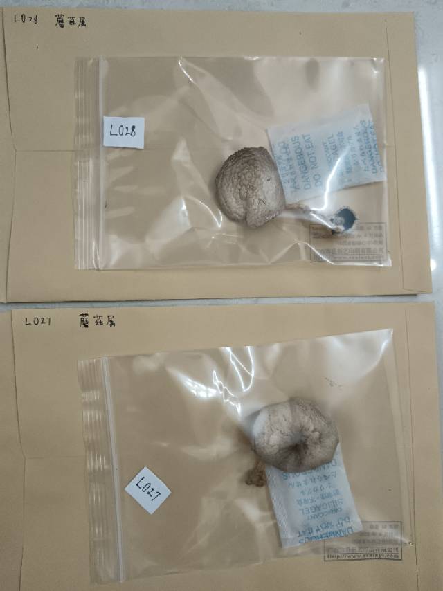 标本图片