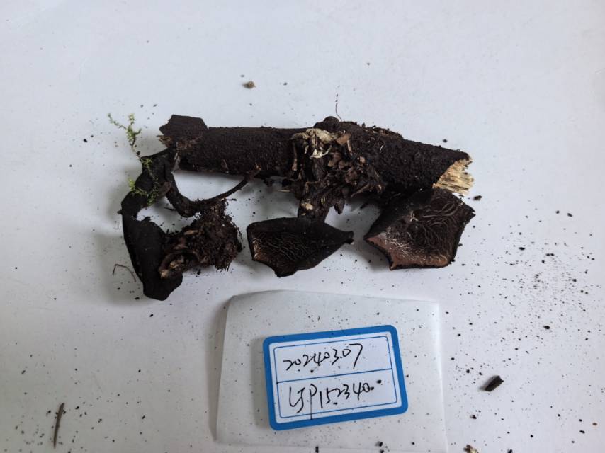 暗盘菌属