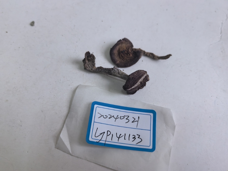丝膜菌属