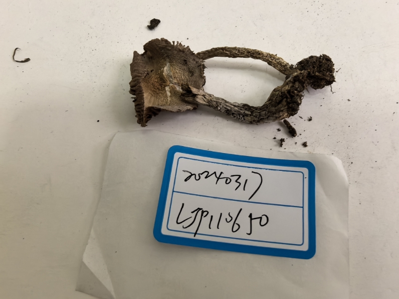 丝膜菌属