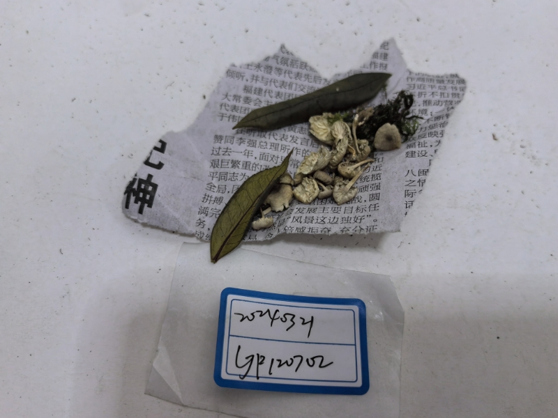 Mycetinis opacus