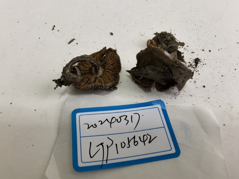 丝膜菌属