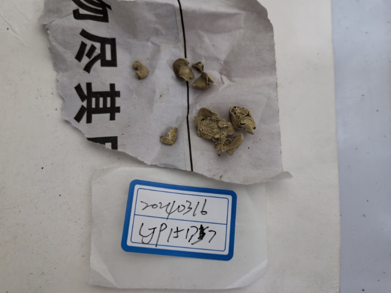 Mycetinis sp.