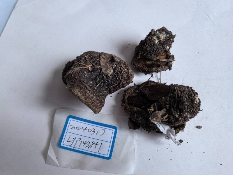 丝膜菌科