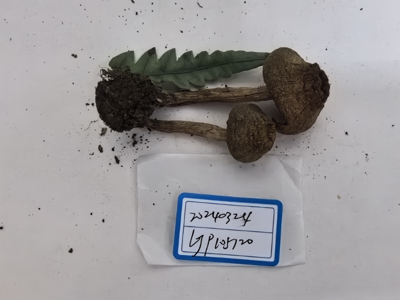斑丝膜菌