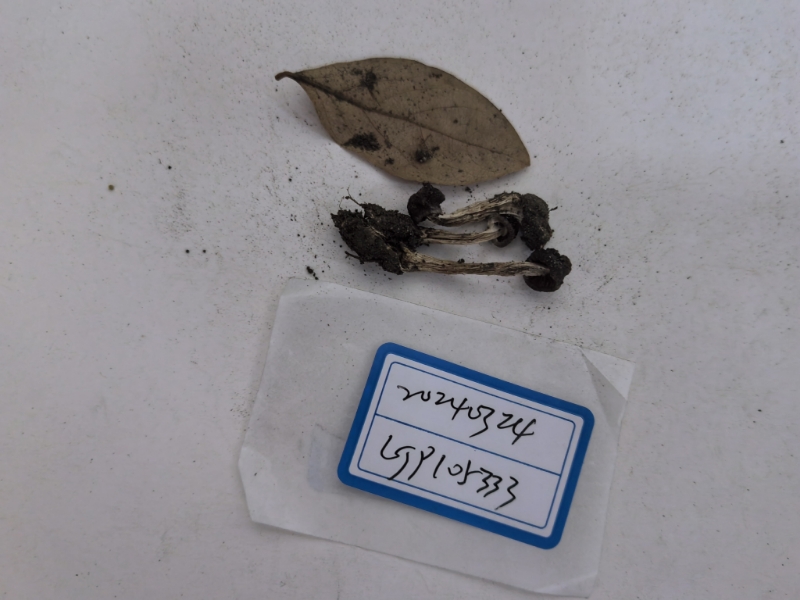 斑丝膜菌