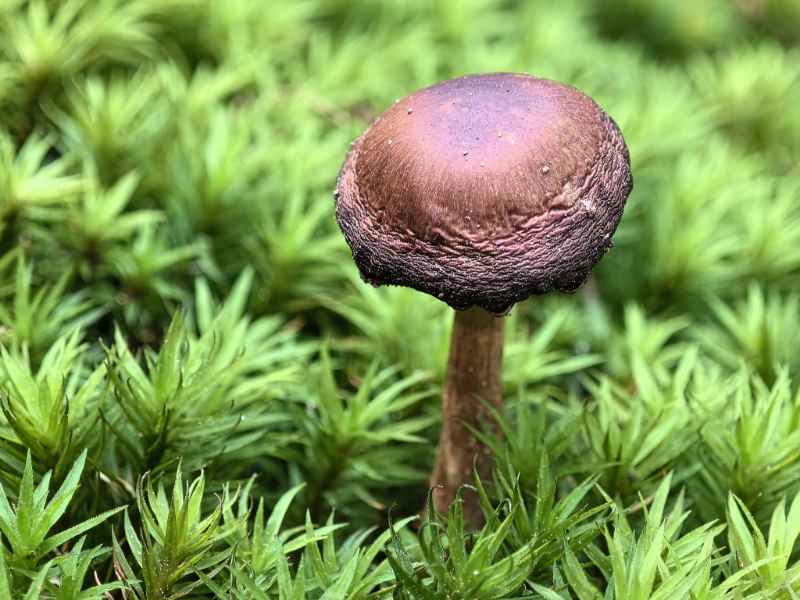 丝膜菌属