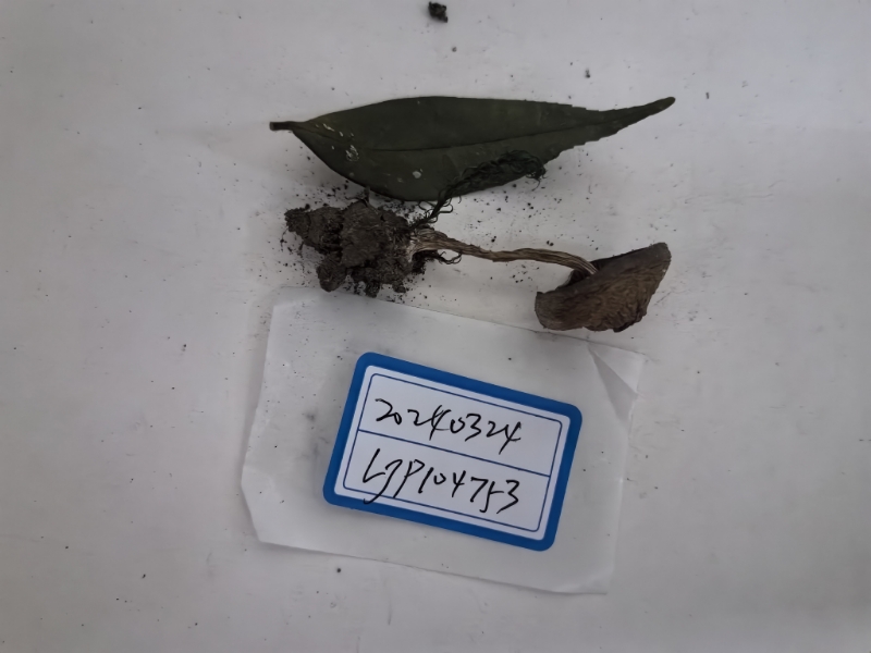 丝膜菌属
