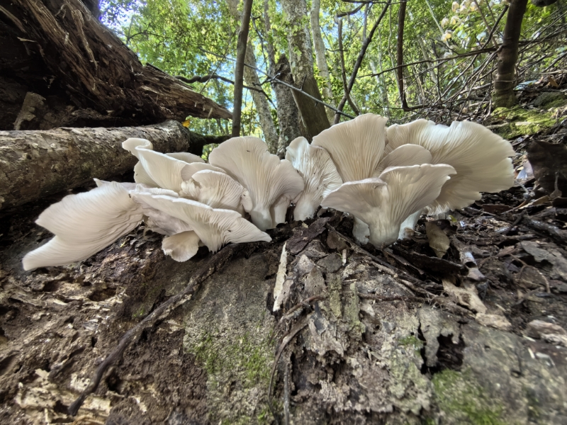 标本图片