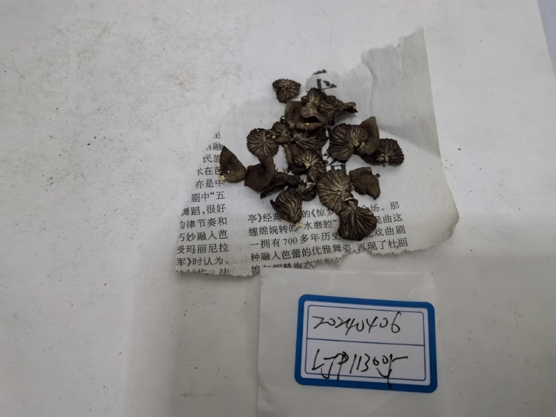 裸脚伞一种