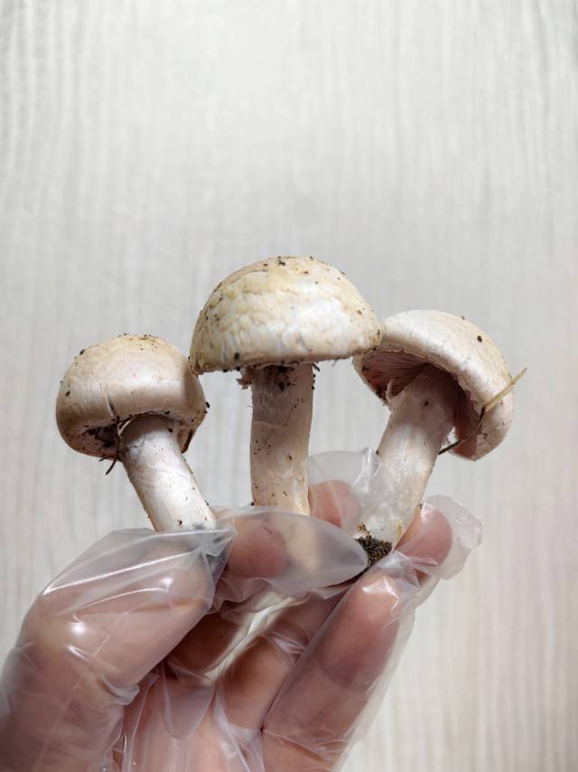标本图片