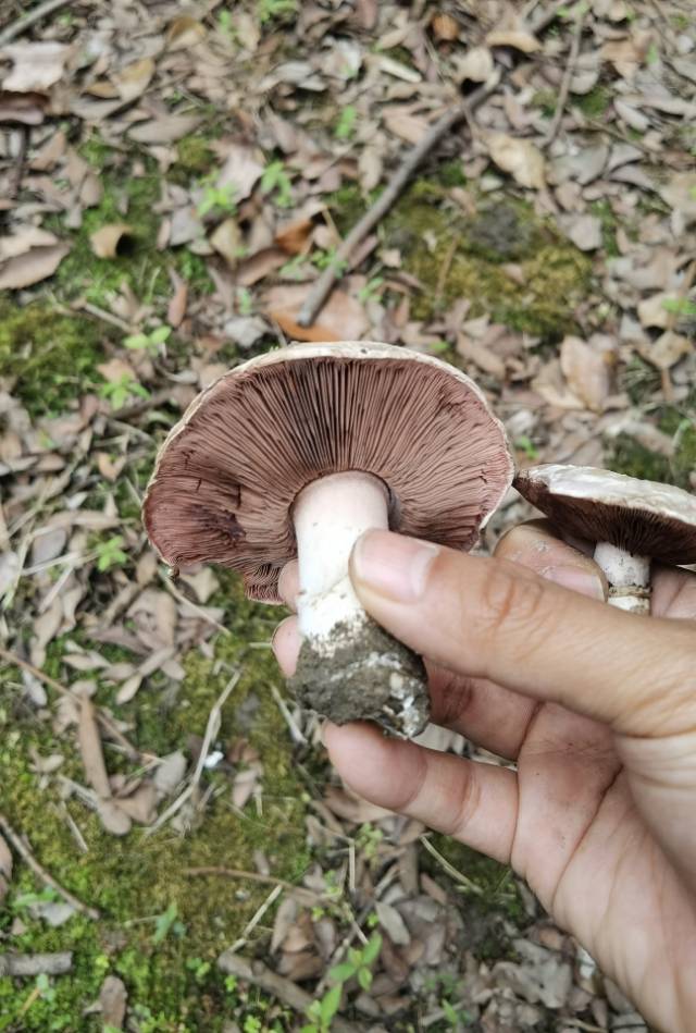 标本图片