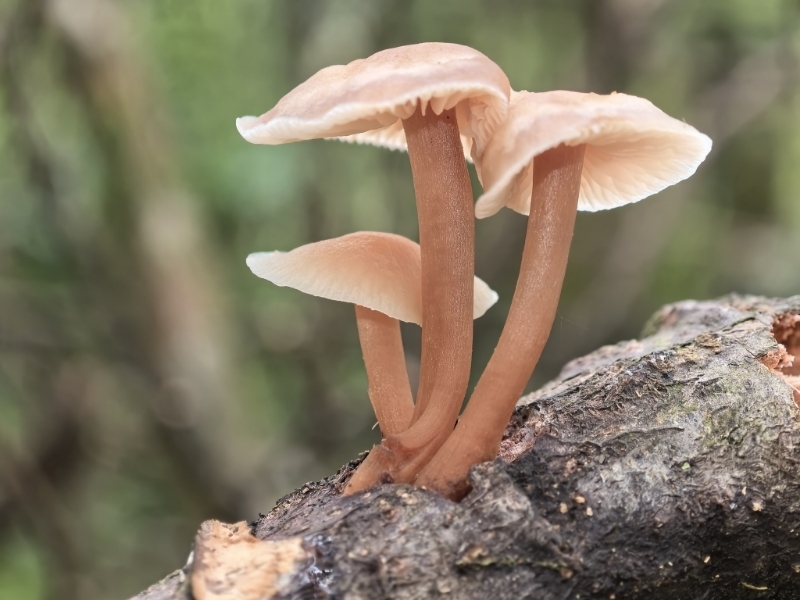 Gymnopus sp.