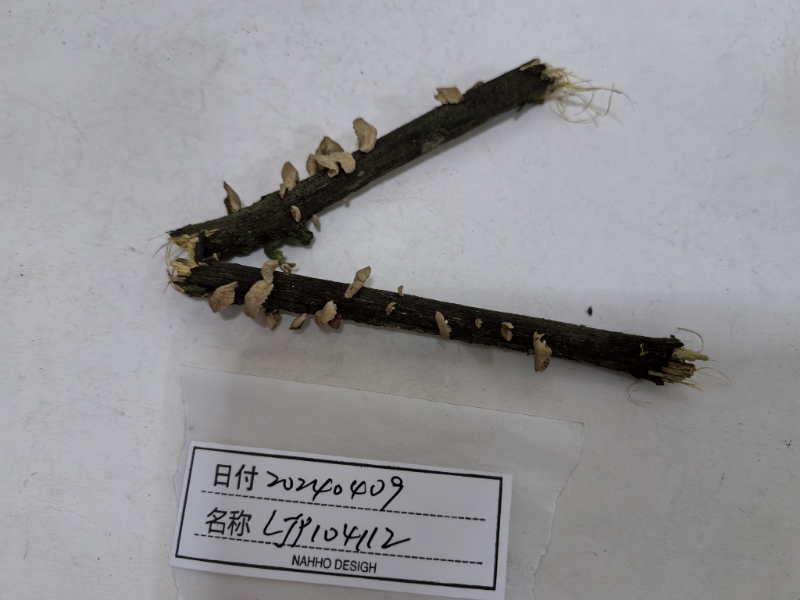 微菇一种