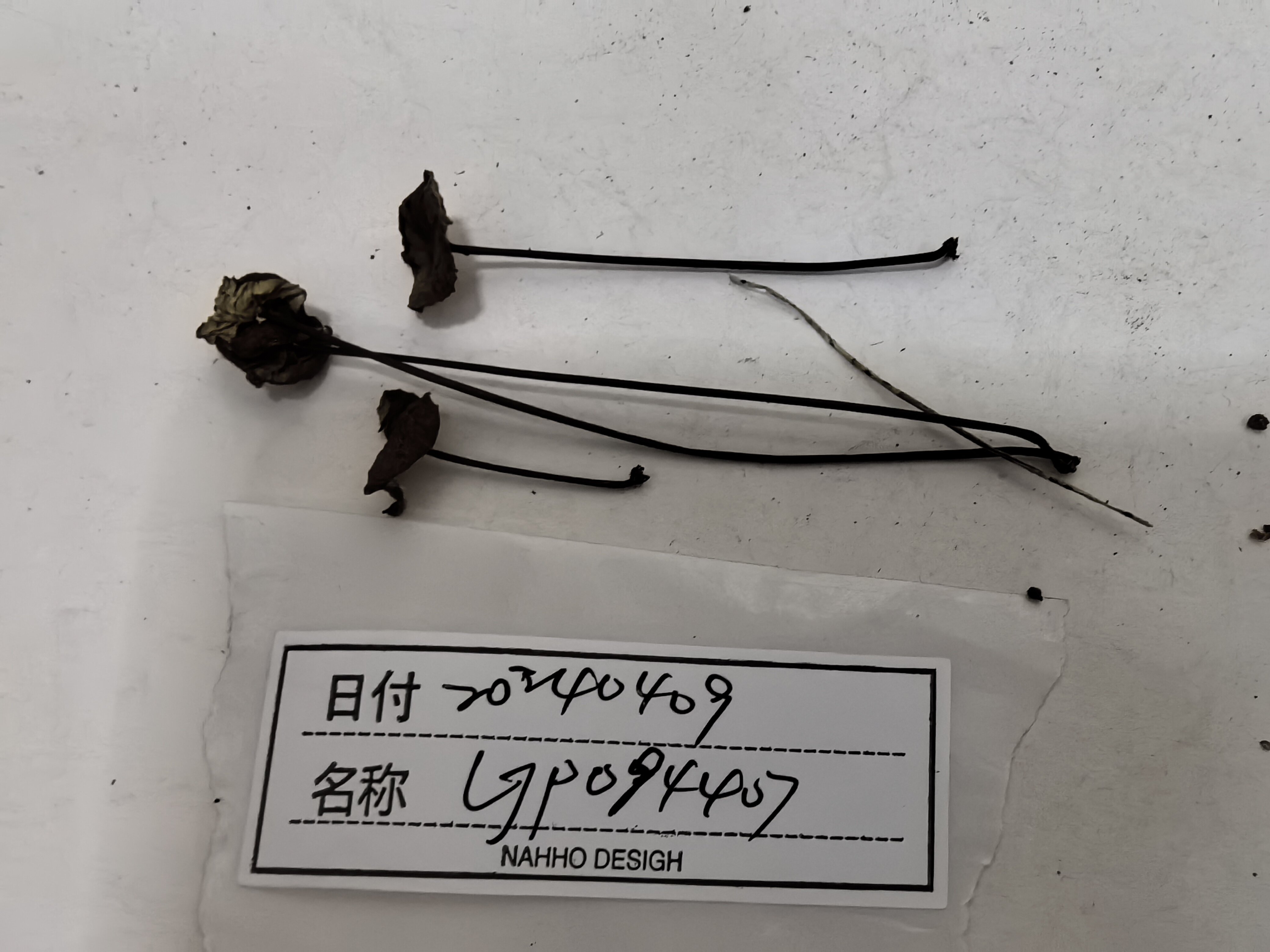 标本图片