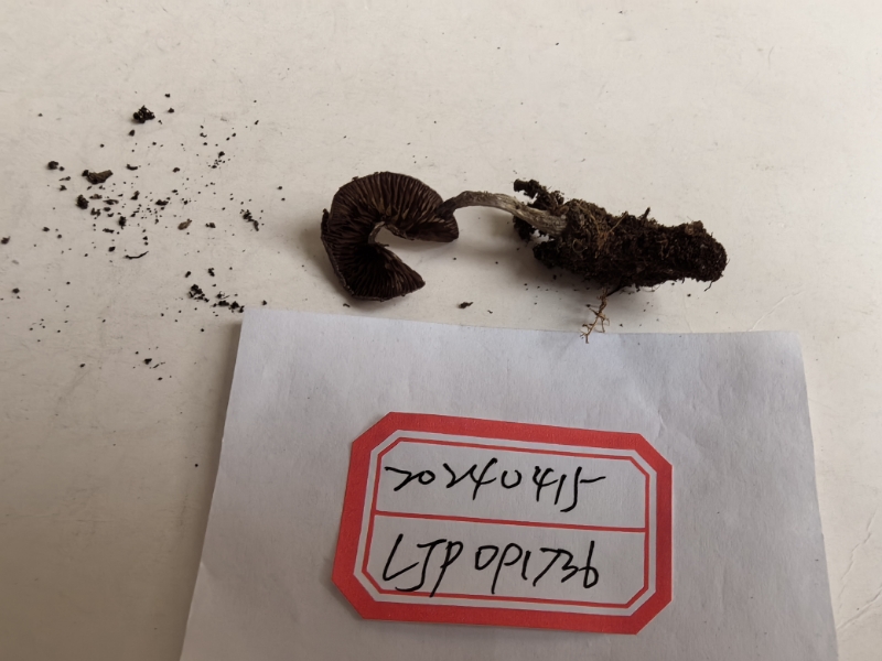 丝膜菌属