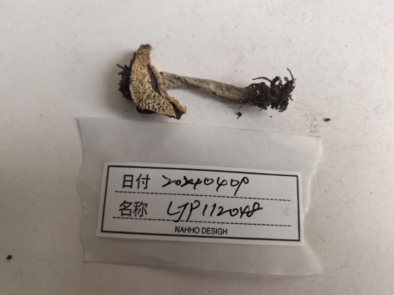 标本图片