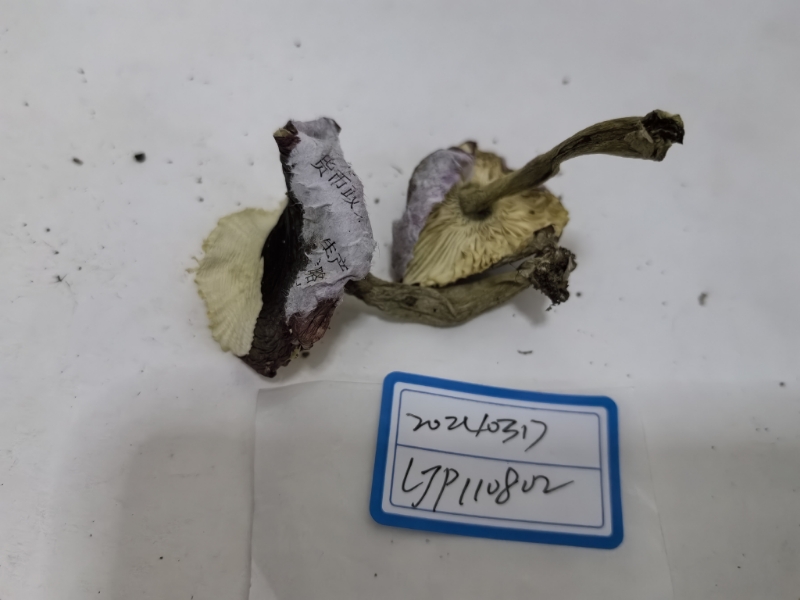 近江红菇
