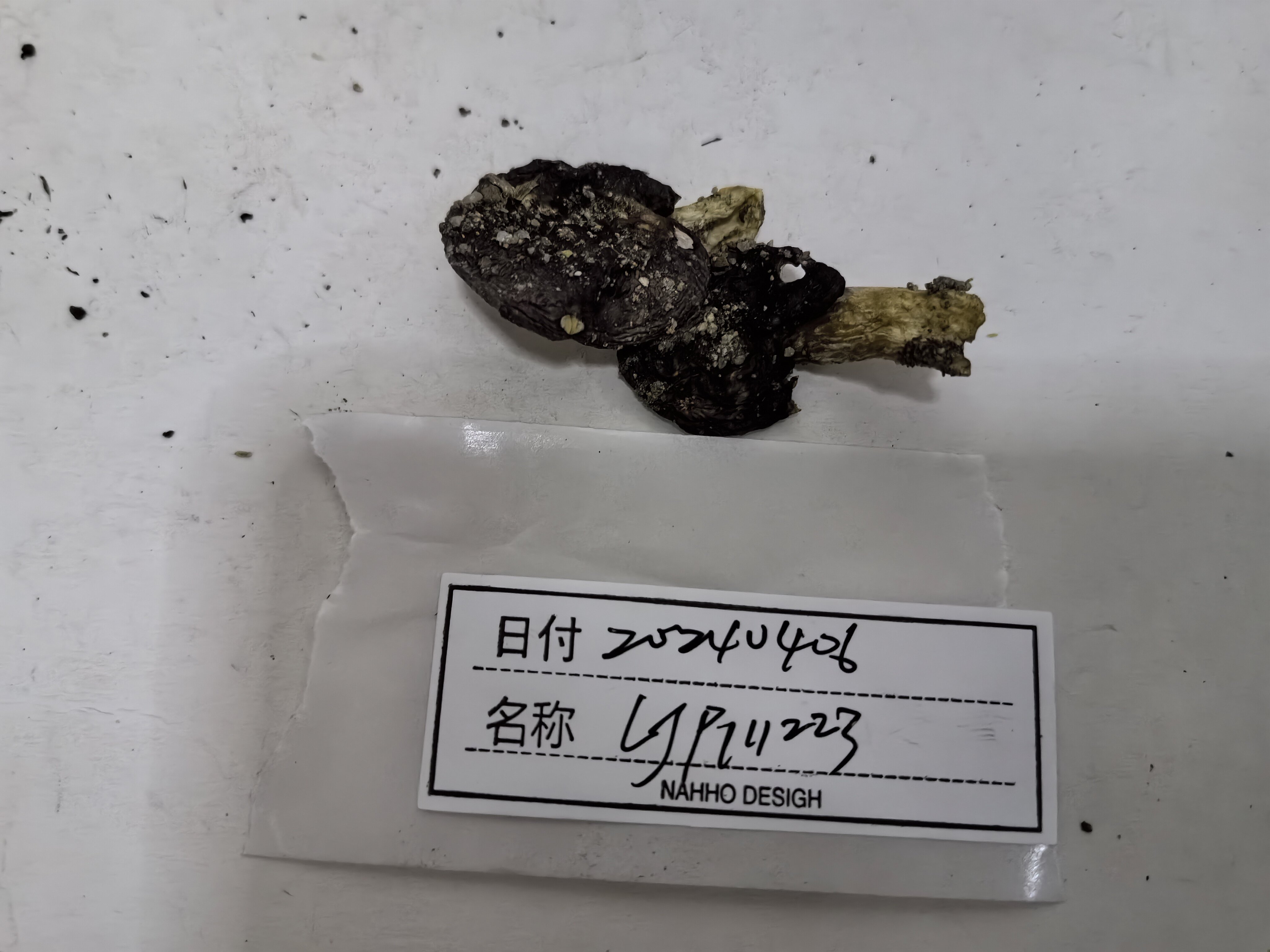 标本图片