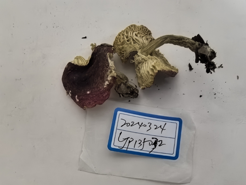 红菇属