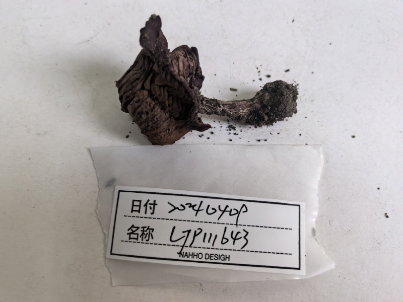 丝膜菌科