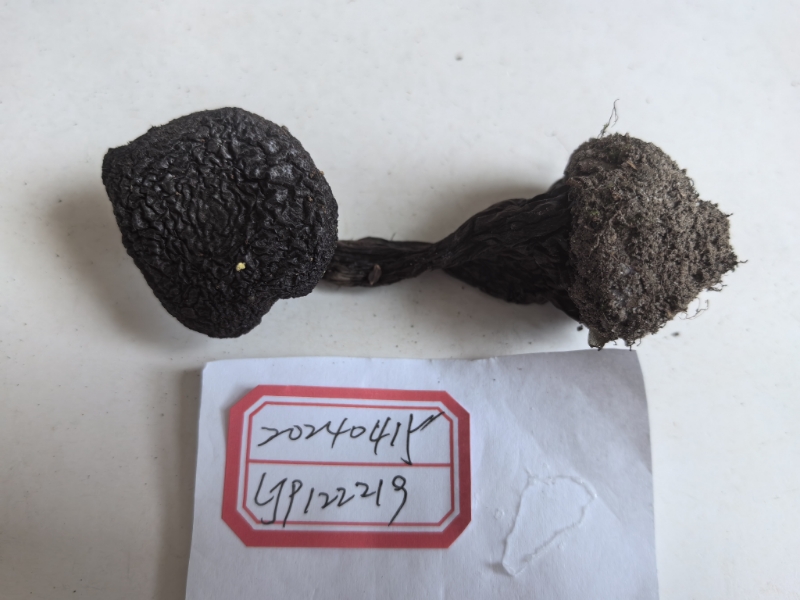 紫绒丝膜菌