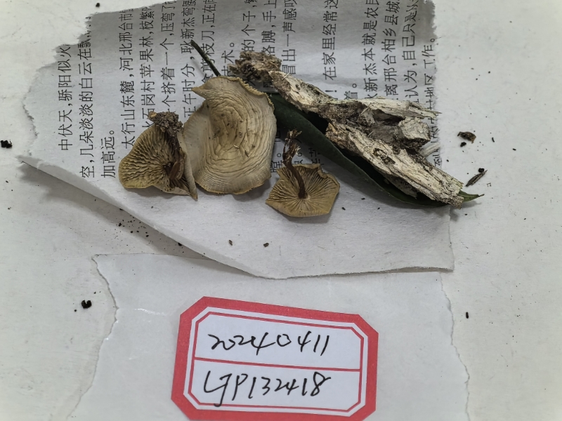 标本图片