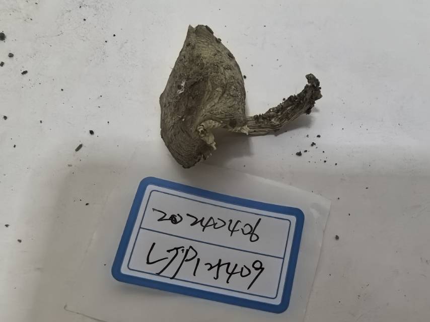 冠状孢红菇