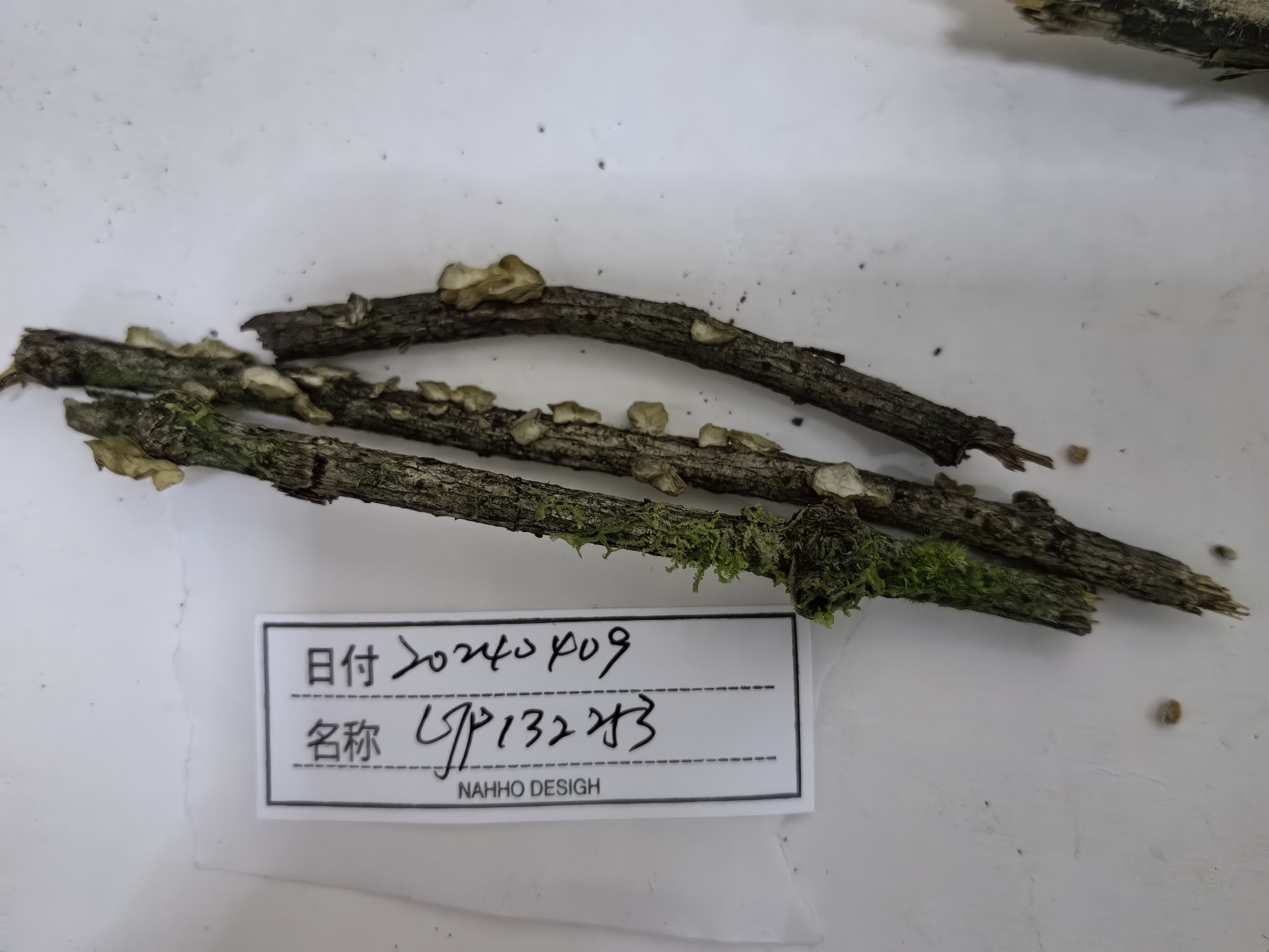 标本图片