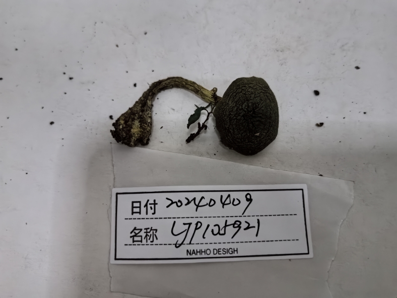 丝膜菌属