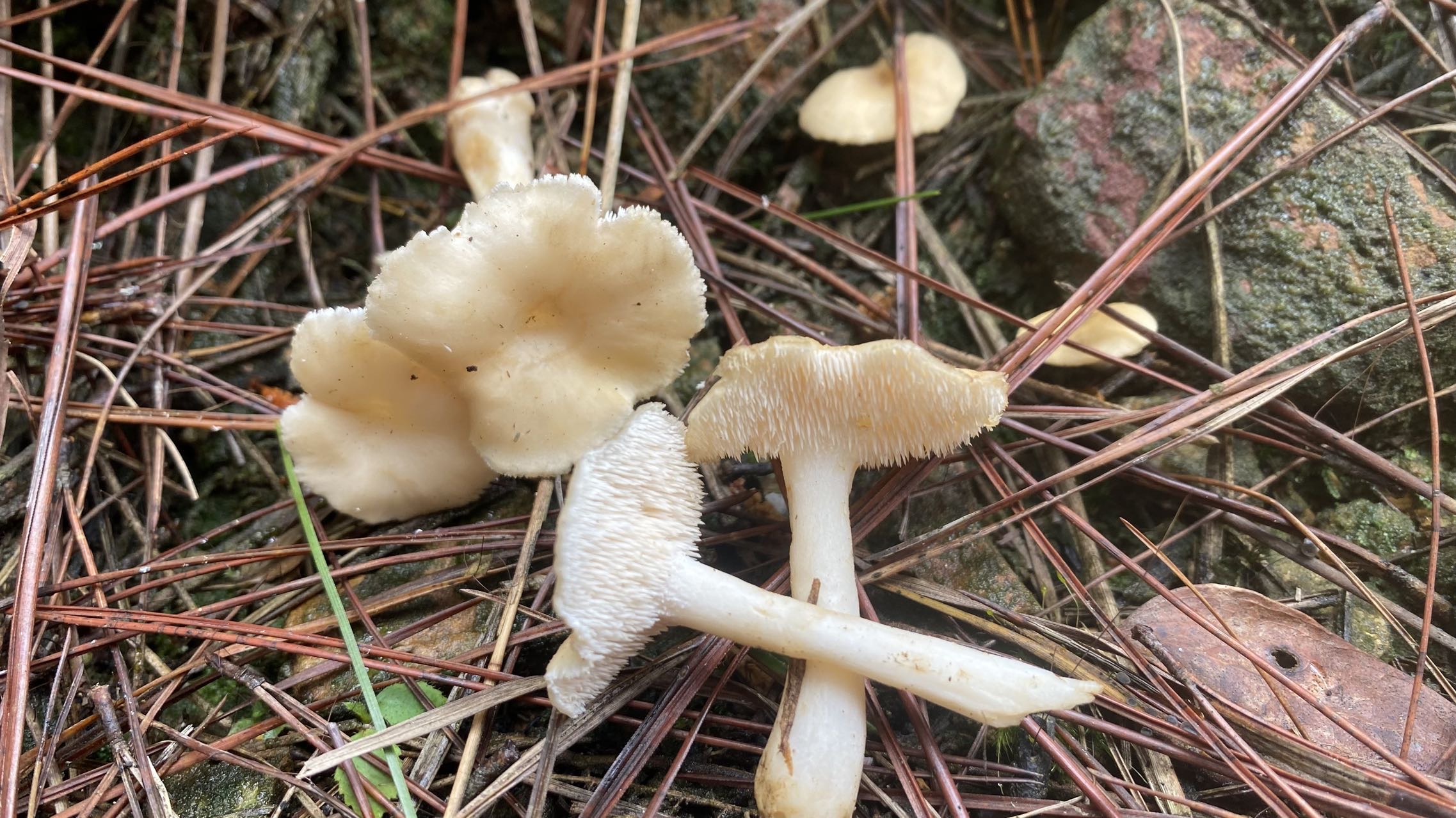 标本图片