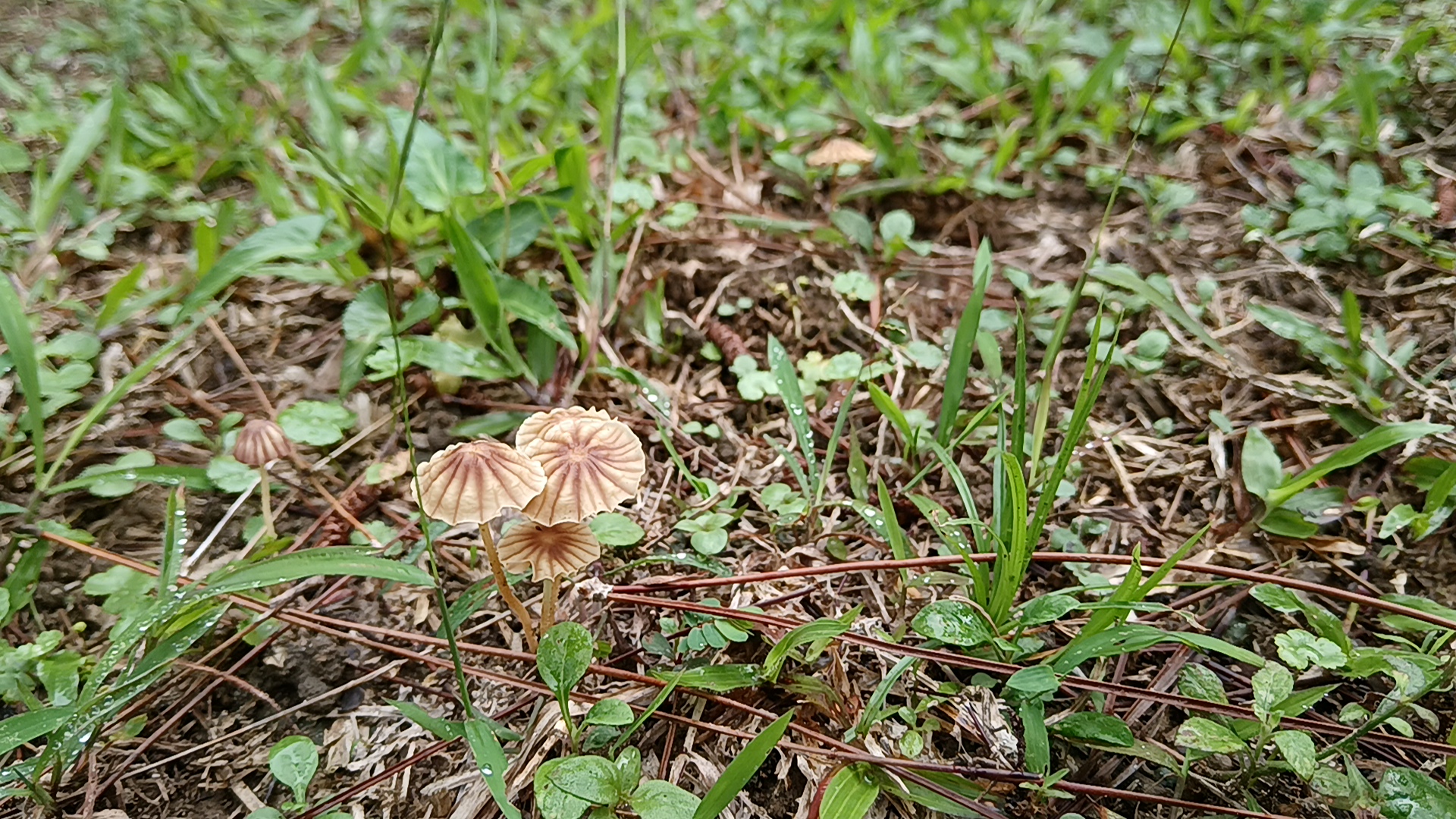 紫条沟小皮伞