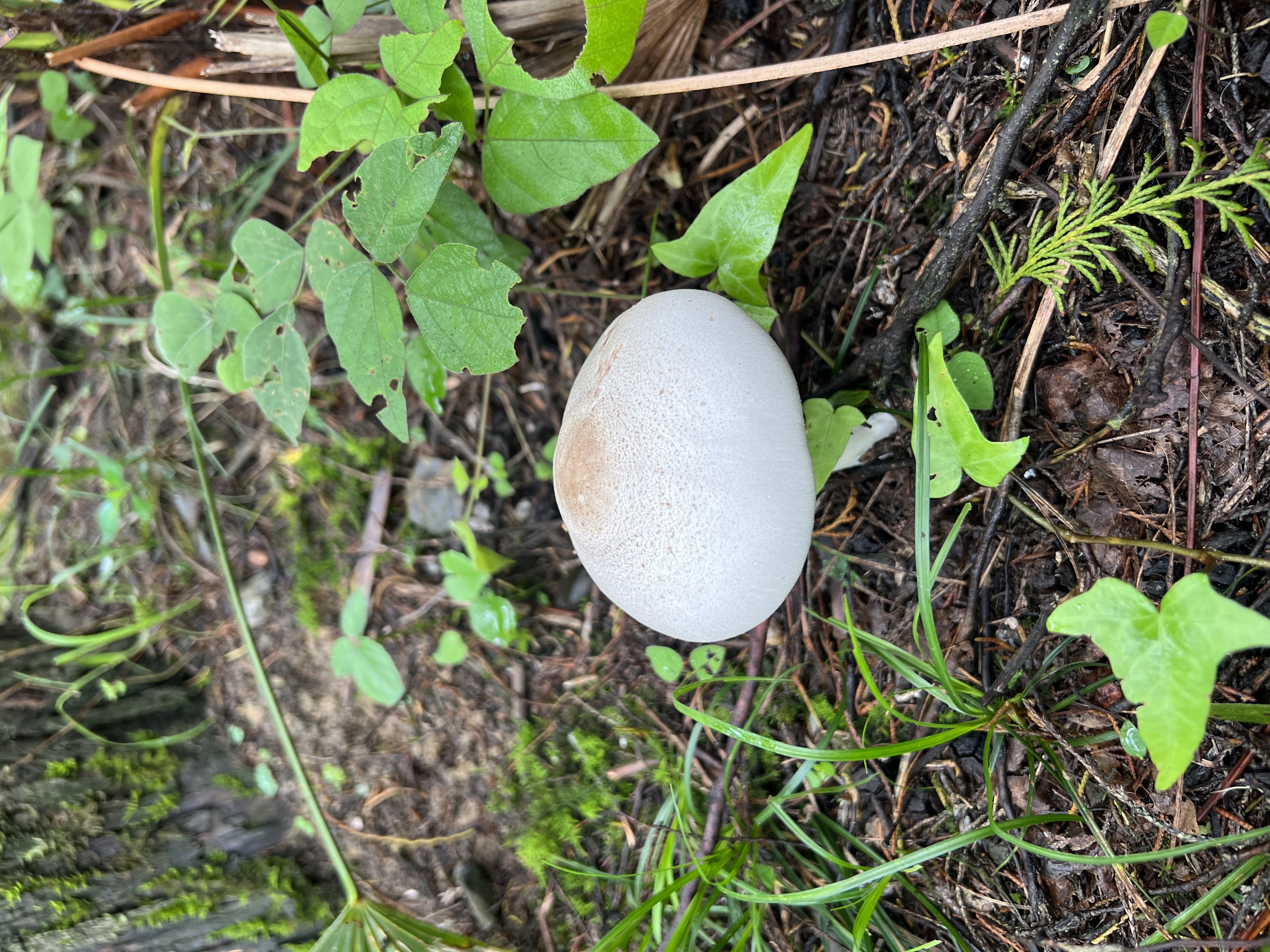 黄斑蘑菇