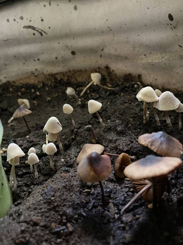 脆柄菇属一种
