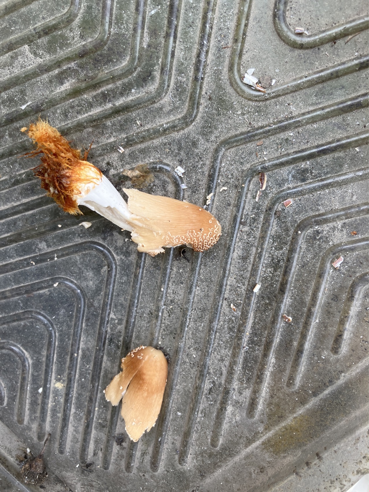 黄鳞小鬼伞