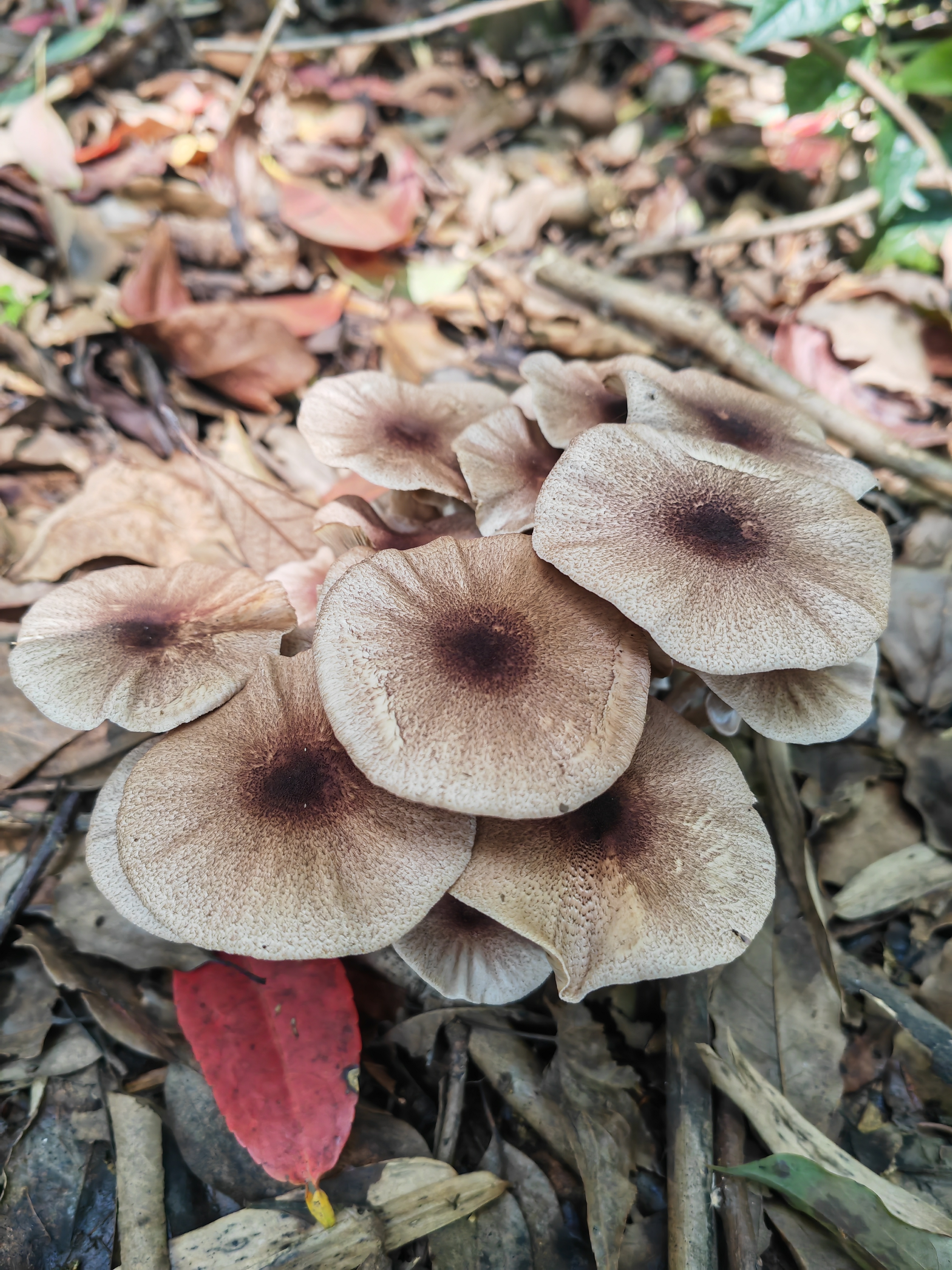 球囊小蘑菇