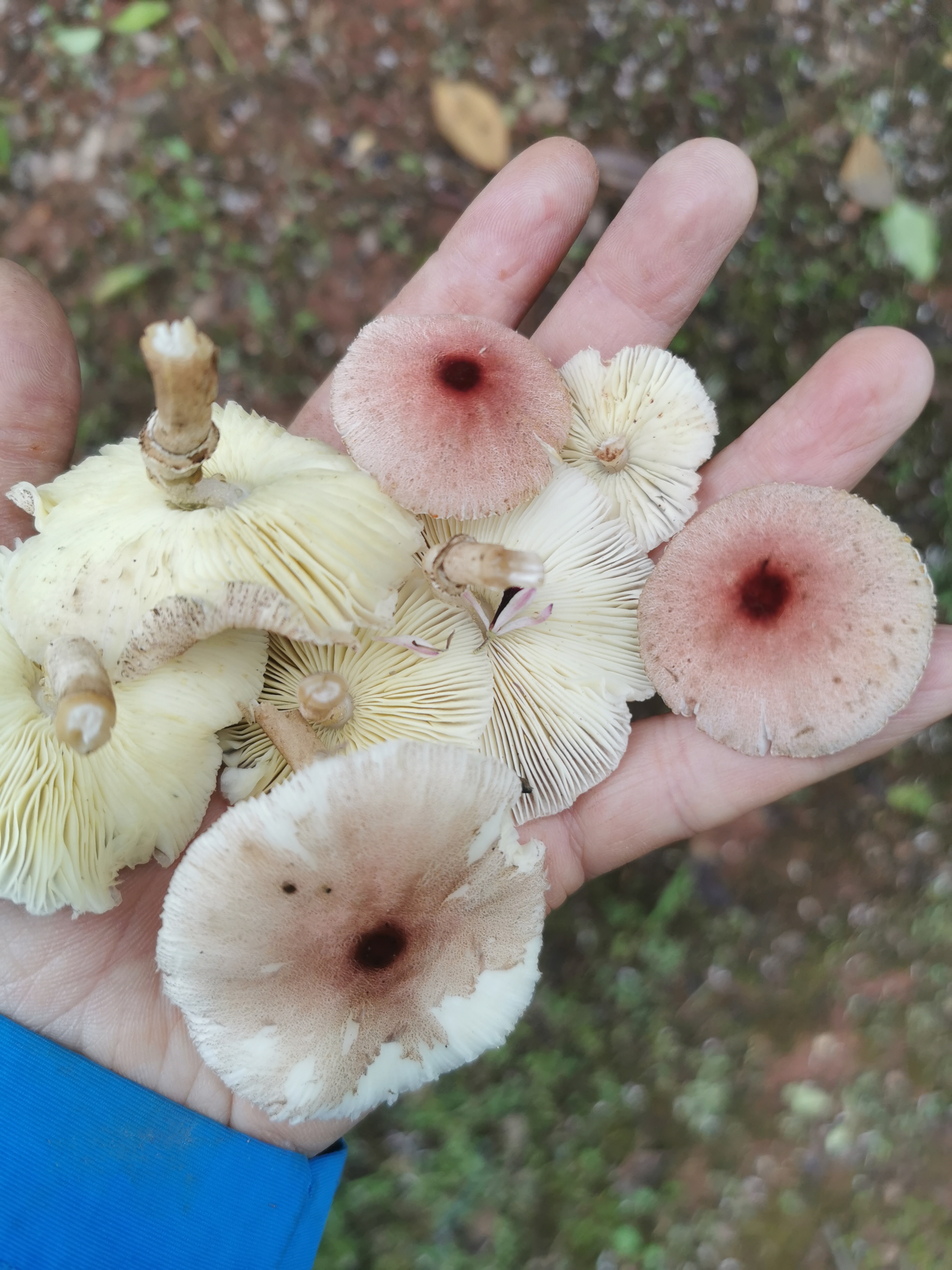 白环蘑属一种