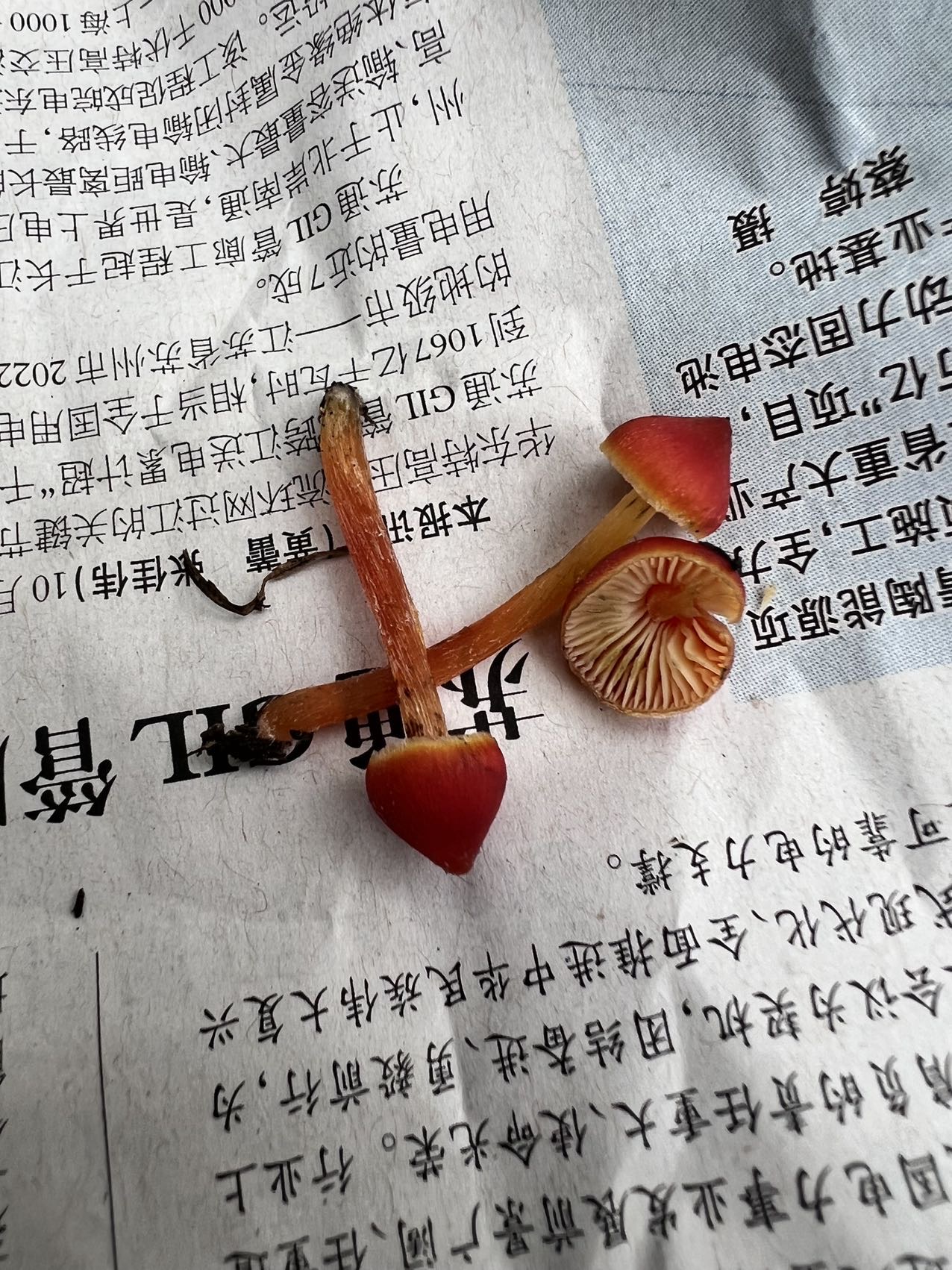 红尖锥湿伞