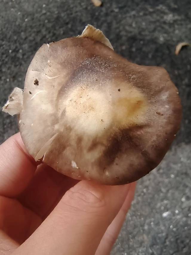 标本图片