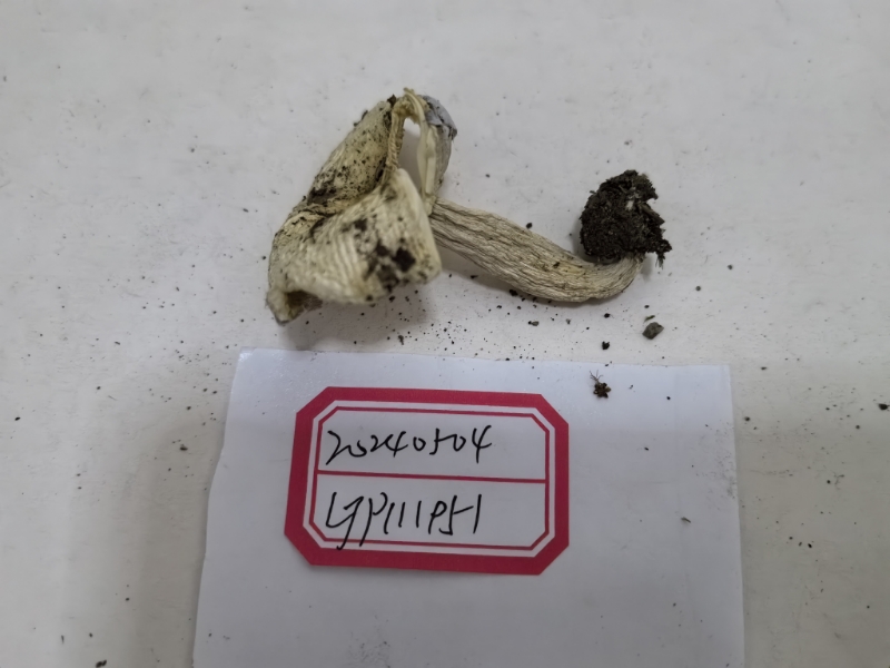 嫩白红菇
