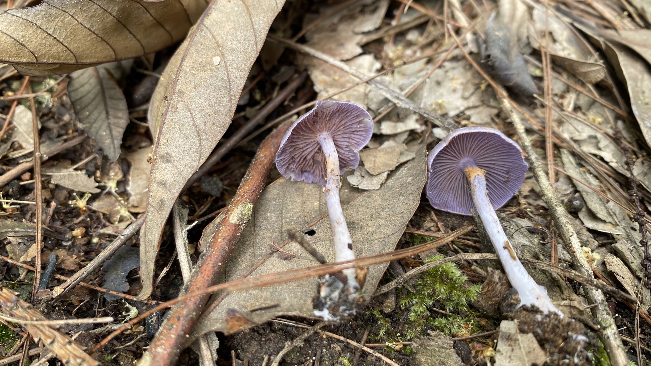 春生异丝膜菌