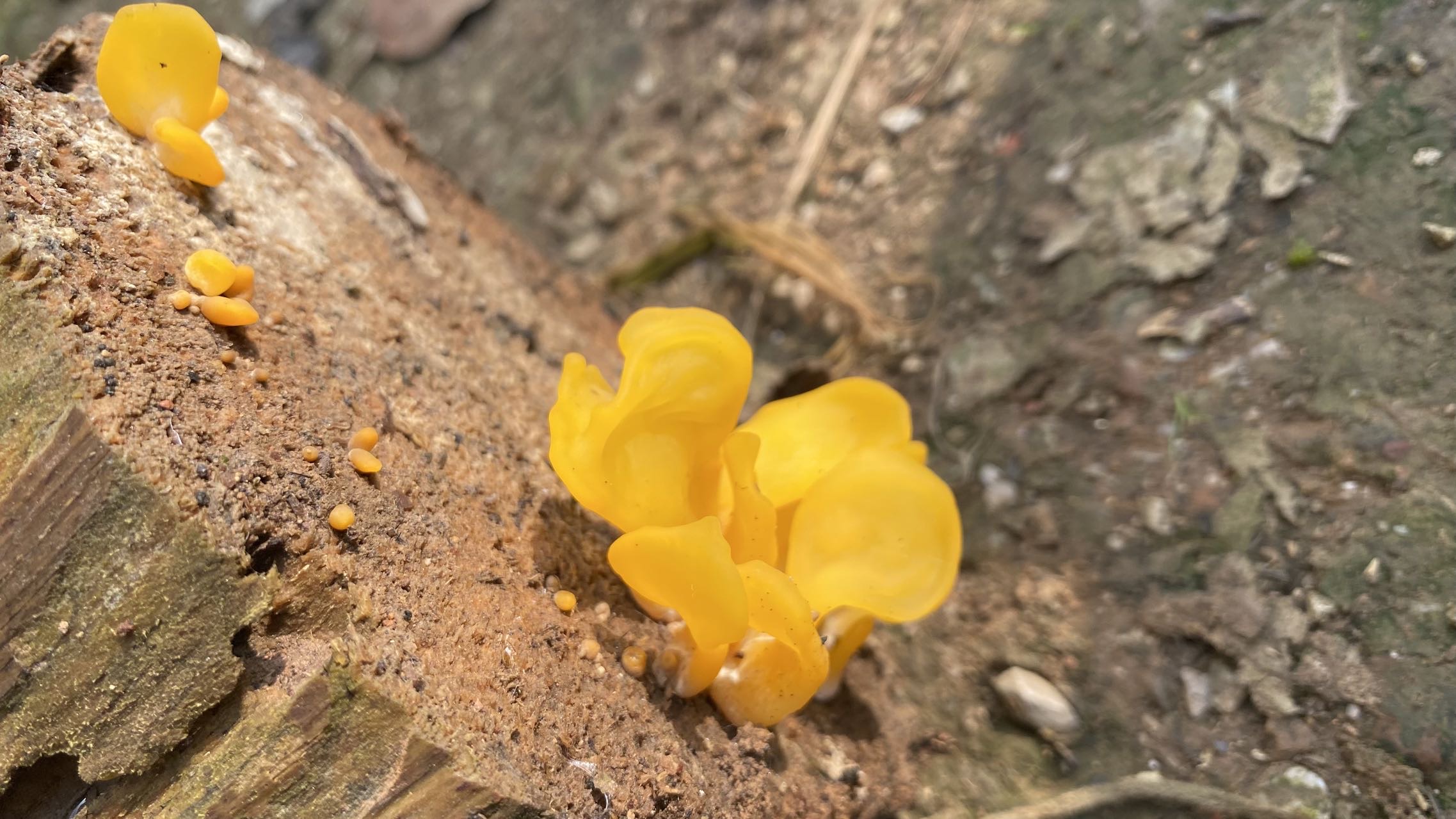 标本图片